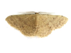 Idaea ptyonopoda