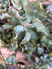 Crassula arborescens undulatifolia