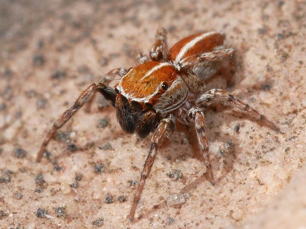 Attinella dorsata