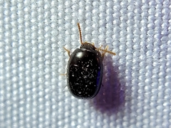 Diaperinae