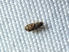 Synchita