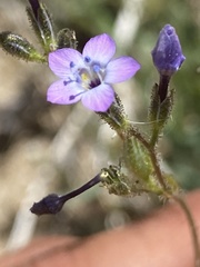 Gilia mexicana