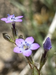Gilia mexicana