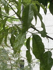 Melicope pteleifolia