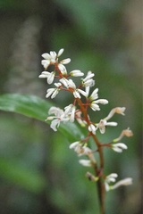 Alpinia oblongifolia