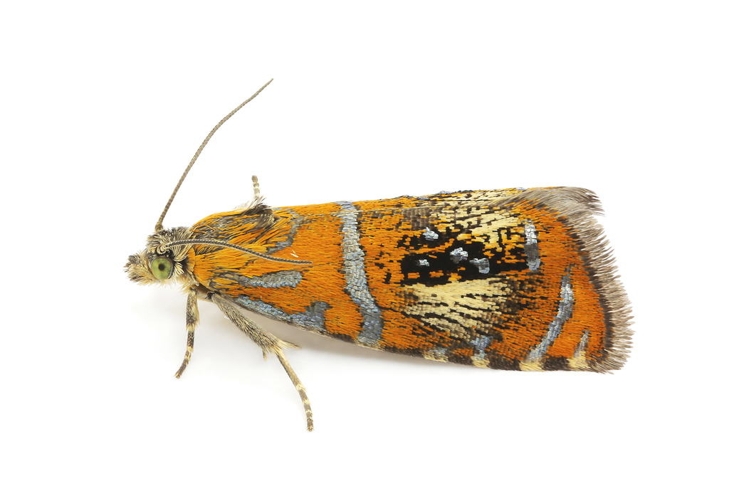 Olethreutini