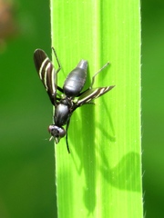 Tritoxa flexa