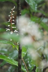 Alpinia oblongifolia