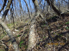 Aconitum stoloniferum