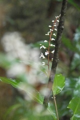 Alpinia oblongifolia