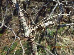 Aconitum stoloniferum
