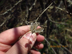 Aconitum stoloniferum