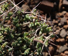 Ruschia spinosa