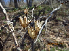 Aconitum stoloniferum