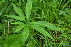 Pinellia pedatisecta