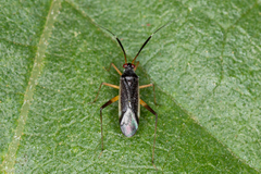 Garganus gracilentus