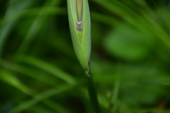 Pinellia pedatisecta