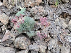 Lomatium tuberosum