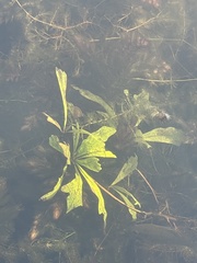 Ceratopteris pteridoides