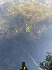 Ceratopteris pteridoides