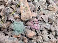 Lomatium tuberosum