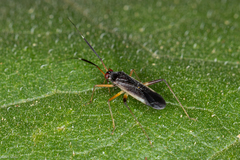 Garganus gracilentus