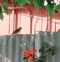 Passer domesticus