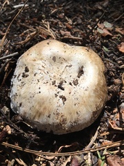 Agaricus moronii