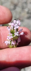 Plectritis ciliosa