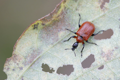 Apoderus coryli