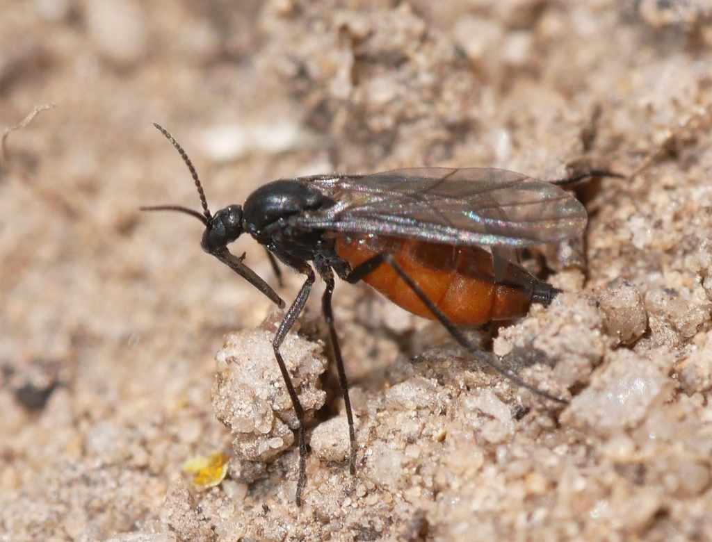 Eugnoriste occidentalis