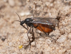 Eugnoriste occidentalis