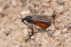 Eugnoriste occidentalis