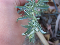 Atriplex elegans