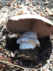 Agaricus moronii