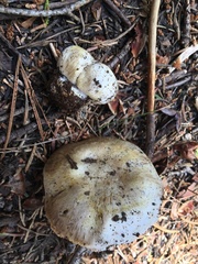 Agaricus moronii