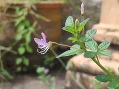 Cleome rutidosperma