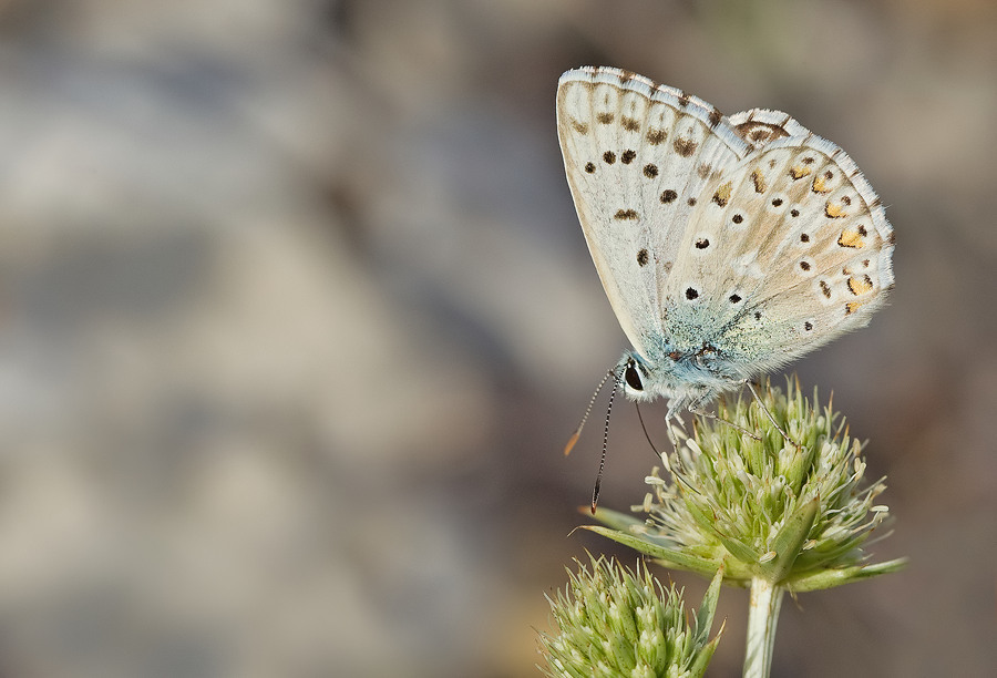 Provence chalk-hill blue