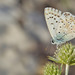 Provence Chalk-hill Blue - Photo (c) Paul Cools, some rights reserved (CC BY-NC), uploaded by Paul Cools