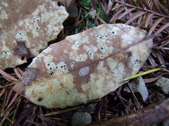 Coccomyces dentatus