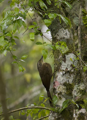 Dendrocolaptes platyrostris