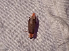 Microphotus angustus