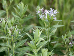 Amsonia repens