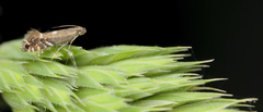 Glyphipterix simpliciella