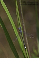 Lestes australis