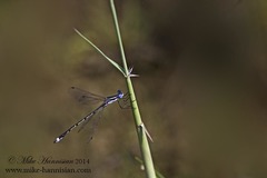 Lestes australis