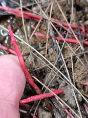 Clavulinopsis sulcata