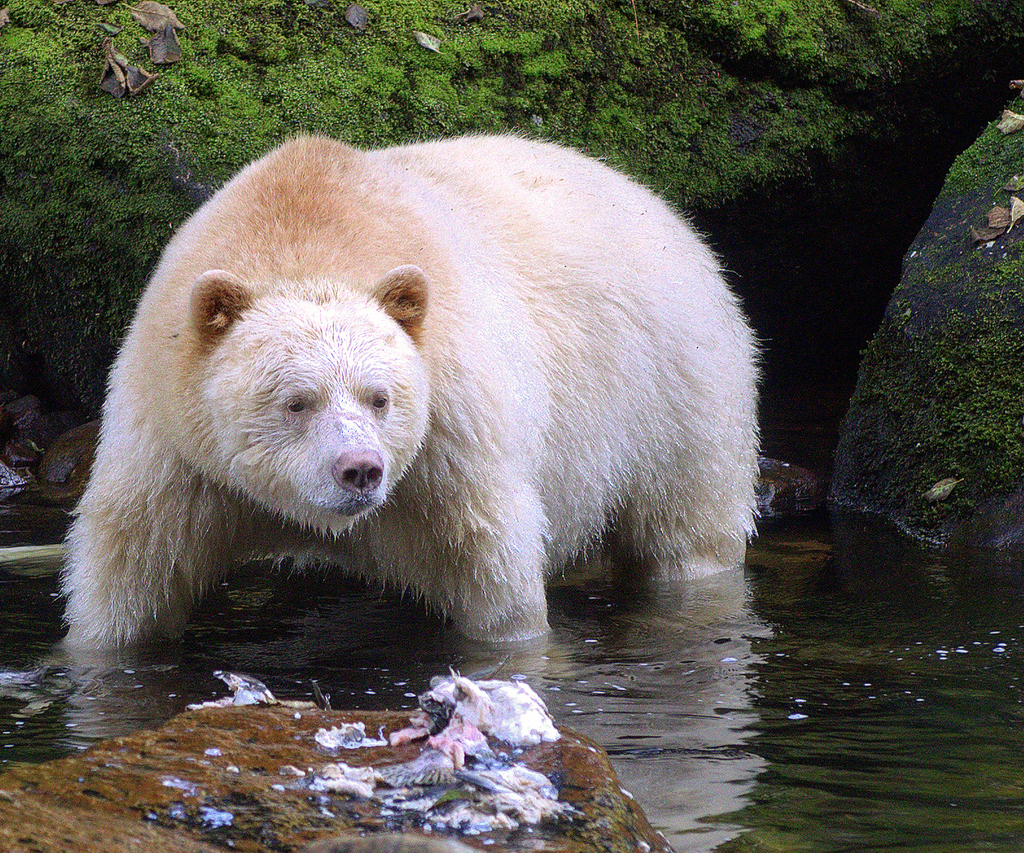 Definition & Meaning of Kermode bear