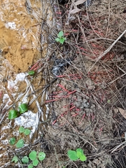 Clavulinopsis sulcata