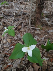 Callipetalon